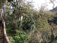 cantara gurne23122011 125